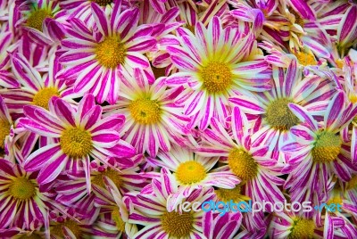 Pattern From Vibrant Gerbera Pink White Gerbera Flowers Stock Photo