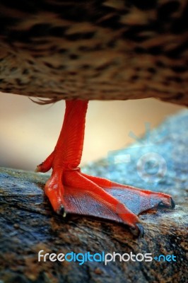 Paw Of Duck Stock Photo