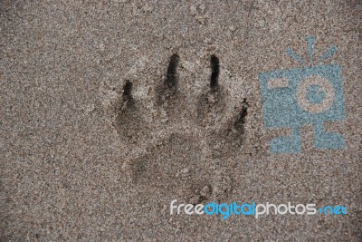 Paw Print In The Sand Stock Photo