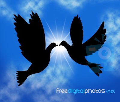 Peace Doves Indicates Flock Of Birds And Wildlife Stock Image