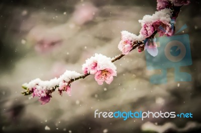 Peach Blossom In Snow Stock Photo