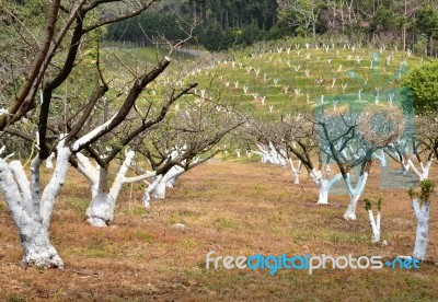 Peach Garden Stock Photo