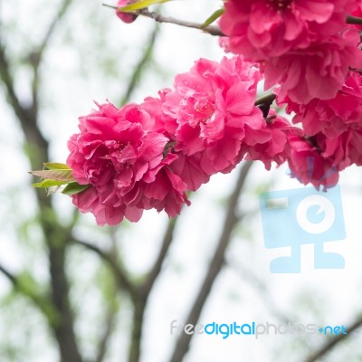 Peach Trees Blossoming Stock Photo