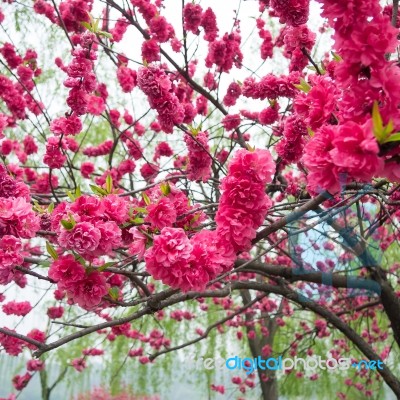 Peach Trees Blossoming Stock Photo