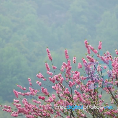 Peach Trees Blossoming Stock Photo