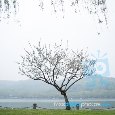 Peach Trees Blossoming Stock Photo