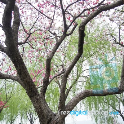 Peach Trees Blossoming Stock Photo