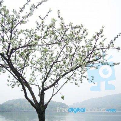 Peach Trees Blossoming Stock Photo