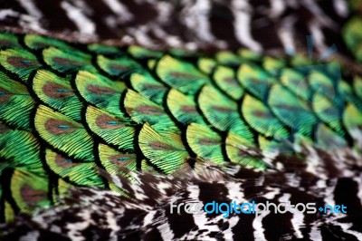 Peackock Torso Feather Detail Stock Photo