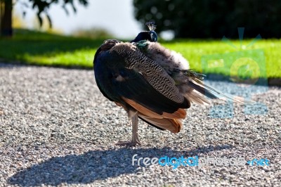 Peacock Stock Photo