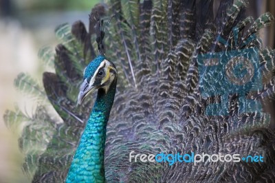 Peacock Stock Photo