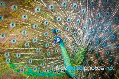 Peacock Stock Photo