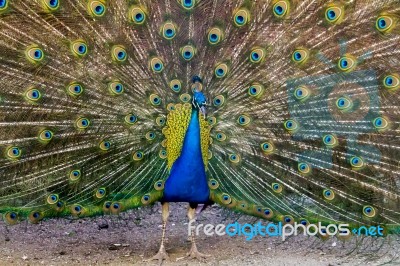 Peacock Bird Showing Off His Beautiful Feathers Stock Photo