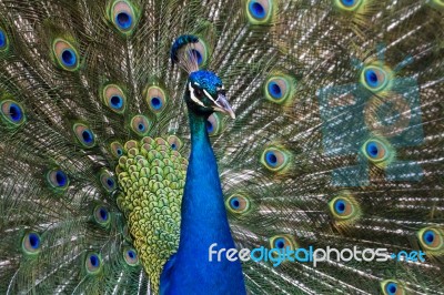 Peacock Bird Showing Off His Beautiful Feathers Stock Photo