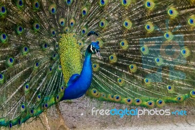 Peacock Bird Showing Off His Beautiful Feathers Stock Photo