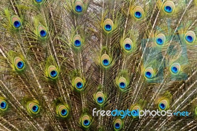 Peacock Bird Showing Off His Beautiful Feathers Stock Photo