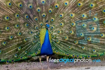 Peacock Bird Showing Off His Beautiful Feathers Stock Photo