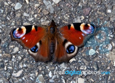 Peacock Butterfly Stock Photo