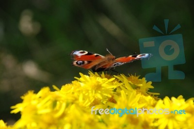 Peacock Butterfly Stock Photo