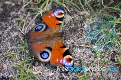 Peacock Butterfly (inachis Io) Resting Stock Photo