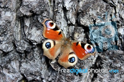 Peacock Butterfly On Oak Bark Stock Photo