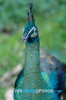 Peacock Colors Stock Photo