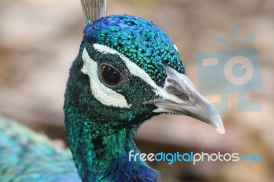 Peacock Face Impressive Stock Photo