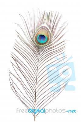 Peacock Feather Stock Photo