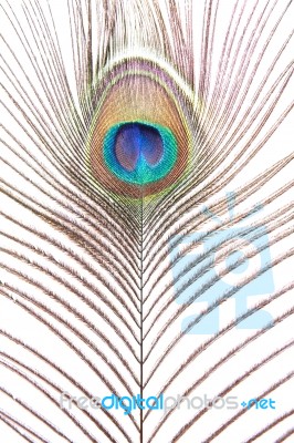 Peacock Feather Stock Photo