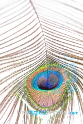 Peacock Feather Stock Photo