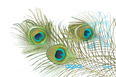 Peacock Feather Stock Photo