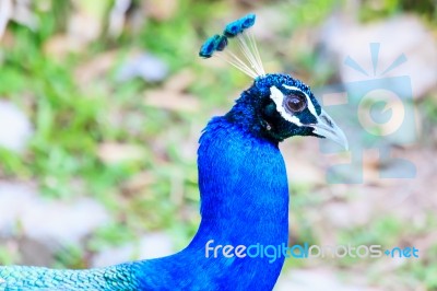 Peacock Head Stock Photo