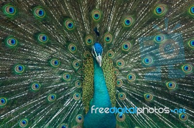 Peacock Is Showing Beautiful Feathers Stock Photo