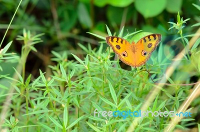 Peacock Pansy Butterfly Stock Photo