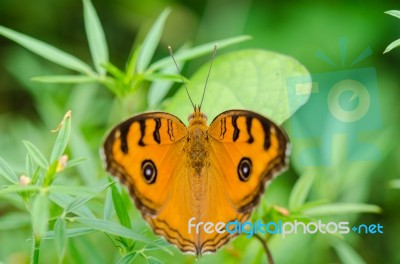 Peacock Pansy Butterfly Stock Photo