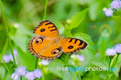 Peacock Pansy Butterfly Stock Photo