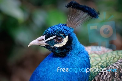 Peacock (pavo Cristatus) Stock Photo