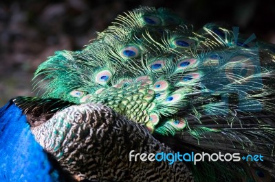 Peacock (pavo Cristatus) Stock Photo