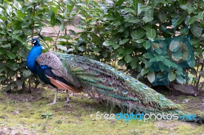 Peacock (pavo Cristatus) Stock Photo