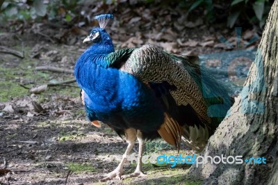 Peacock (pavo Cristatus) Stock Photo