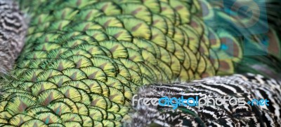 Peacock (pavo Cristatus) Stock Photo