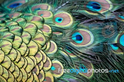 Peacock (pavo Cristatus) Stock Photo