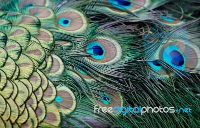 Peacock (pavo Cristatus) Stock Photo