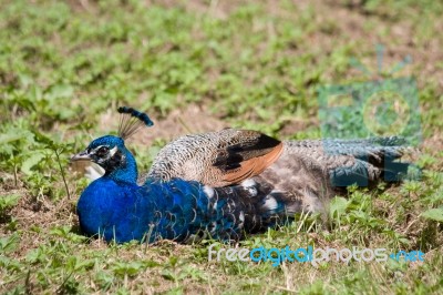 Peacock (pavo Cristatus) Stock Photo