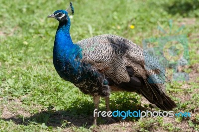 Peacock (pavo Cristatus) Stock Photo