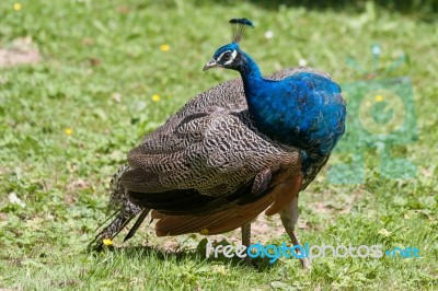 Peacock (pavo Cristatus) Stock Photo