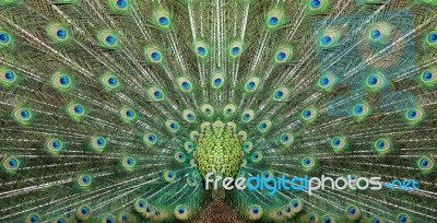 Peacock Spread Stock Photo