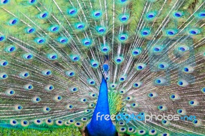 Peacock Spread Feathers Stock Photo