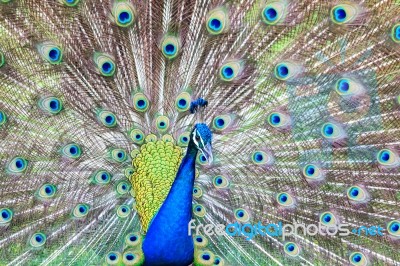 Peacock Spread Feathers Stock Photo