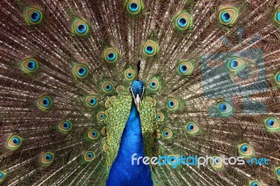 Peacock Tail Feathers Stock Photo